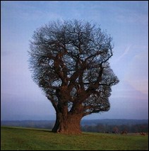 Victoria 2 elder law power of attorney guardian mental health law legal senile dementia alzheimer